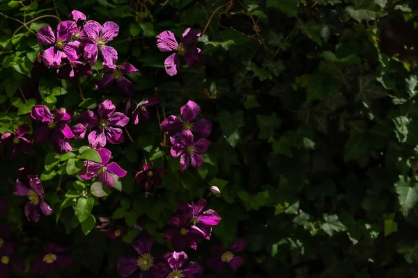 Ein Selektiver Schwerpunkt Von Lila Clematis Viticella Blüten Garten — Stockfoto