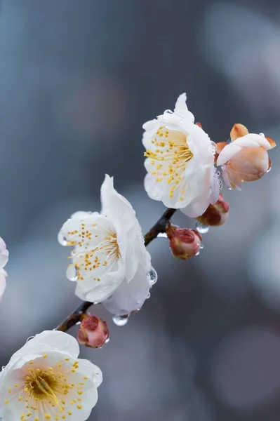 東湖梅園は中国で梅の花を楽しむための有名な場所です 山や水に囲まれ 美しい景色を持っています — ストック写真