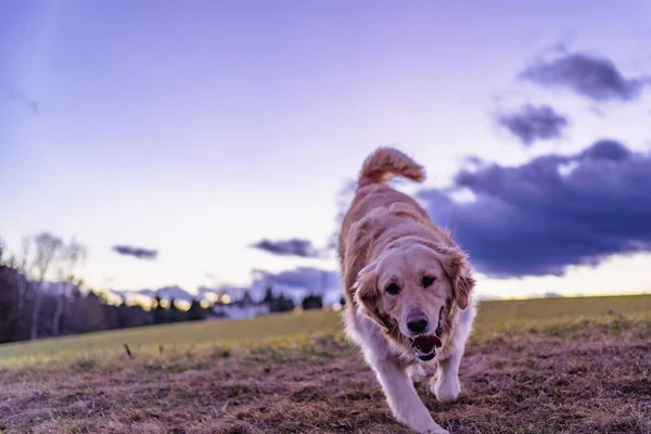 Furry Labrador Dog Running Field — Stock Photo, Image