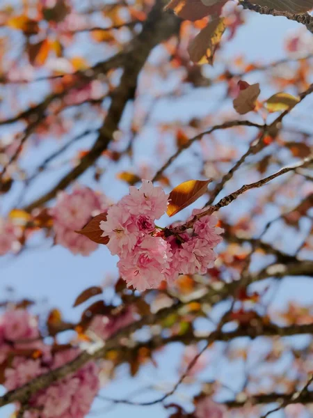 Eine Vertikale Aufnahme Geblühter Sakura Zweige Vor Verschwommenem Hintergrund — Stockfoto