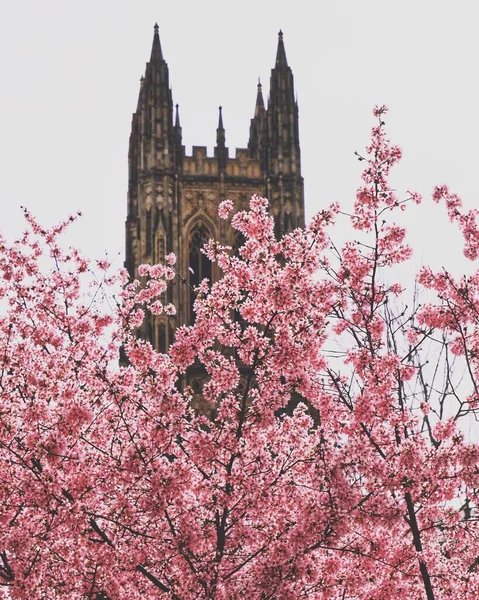 Chapel Cherry Blossom Flowers Plum Blossom Light Shadow Duke University — Stock Photo, Image