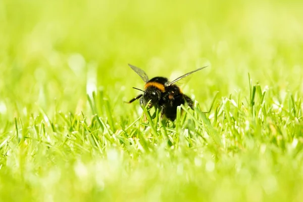 Eine Großaufnahme Einer Honigbiene Auf Dem Gras Auf Einem Feld — Stockfoto