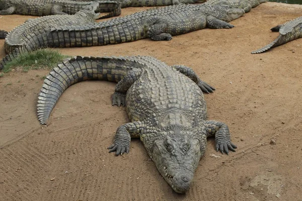 Wysokie Ujęcie Grupy Dużych Niebezpiecznych Aligatorów Spoczywających Lądzie Klatce Zoo — Zdjęcie stockowe