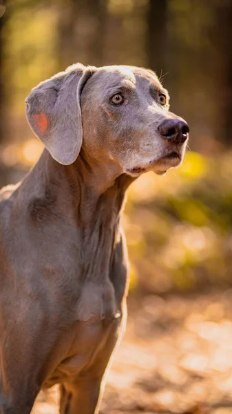 Een Close Van Schattige Weimaraner Hond Die Wazige Achtergrond Het — Stockfoto