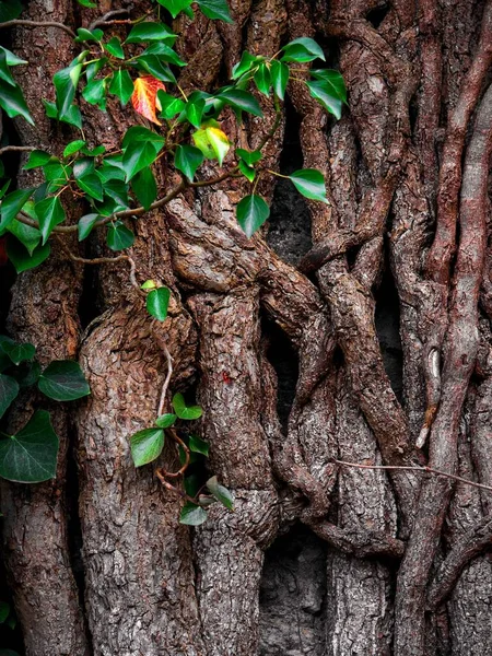 Thick Root System Wall Few Leaves One Corner — Stock Photo, Image