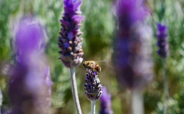 紫色の英語ラベンダーの上に立っている蜂のイメージがぼやけている背景に焦点を当てて — ストック写真