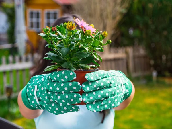 A close-up shot of a hands with gloves holding flowers in a pot