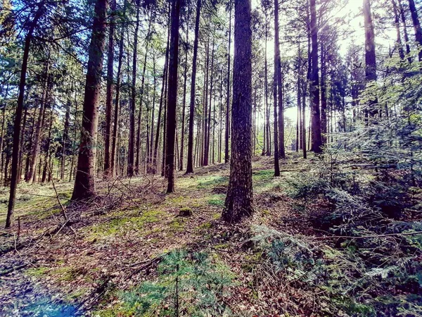 Die Baumstämme Sommerwald — Stockfoto
