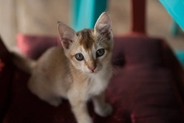 Крупный План Цейлонской Кошки Сидящей Красной Подушке Помещении Пол Размыт — стоковое фото