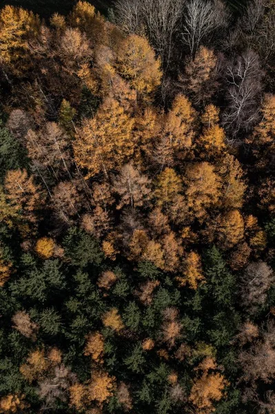 Antenowy Pionowy Widok Tekstury Drzew Pięknym Jesiennym Lesie — Zdjęcie stockowe