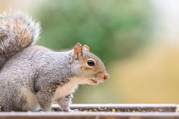 Beautiful Closeup Squirrel Blurred Background — Stock Photo, Image
