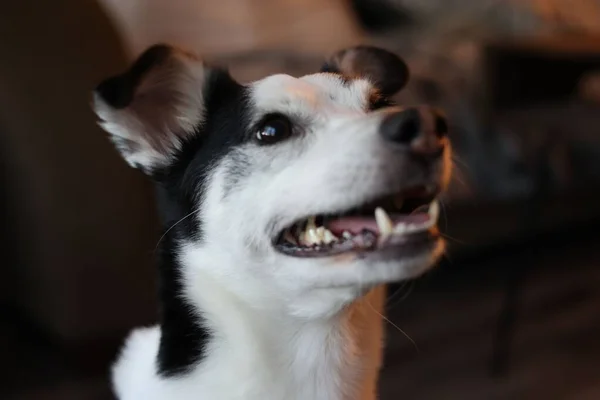 Close Rat Terrier Preto Branco Contra Fundo Borrado — Fotografia de Stock