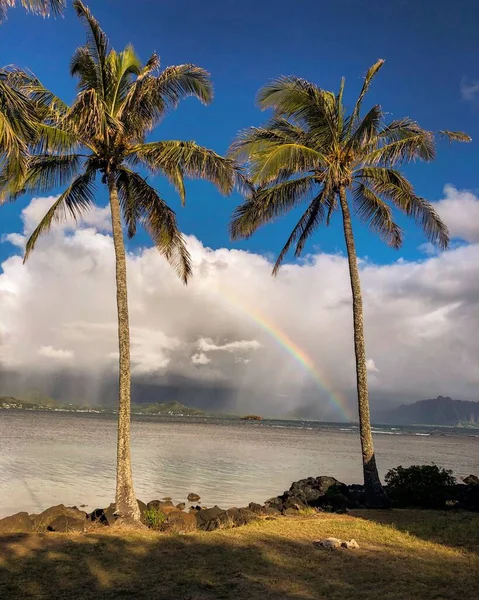 彩虹背景下的海岸棕榈树的一个垂直的镜头 — 图库照片