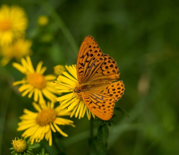 庭の美しい黄色の花に銀洗浄されたフリル蝶の閉鎖 — ストック写真