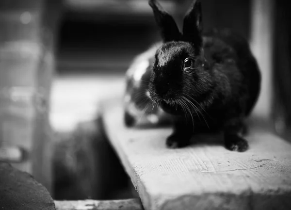 Conejo Posado Sobre Madera —  Fotos de Stock