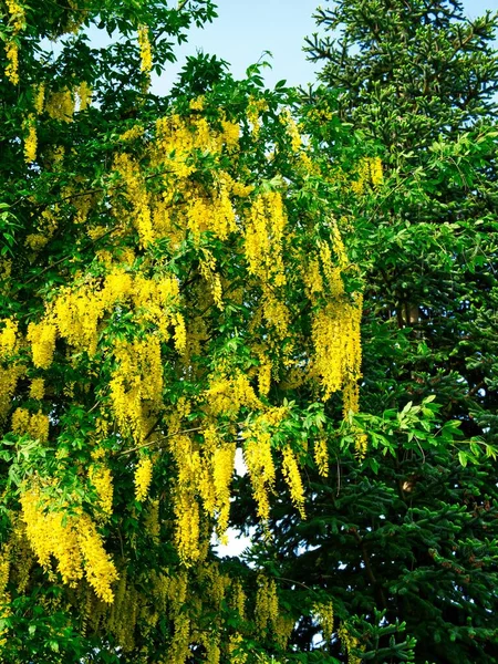 Laburnum Ağacının Çiçeklerine Yakın Çekim — Stok fotoğraf