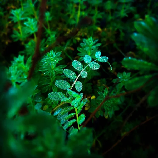 Plantas Verdes Brilhantes Floresta Com Gotas Água Após Chuva — Fotografia de Stock