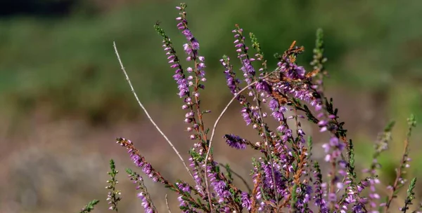 Calluna Flowers Growing Field — Stock Photo, Image