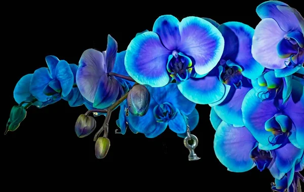 Bahçede Mavi Bir Orkide — Stok fotoğraf