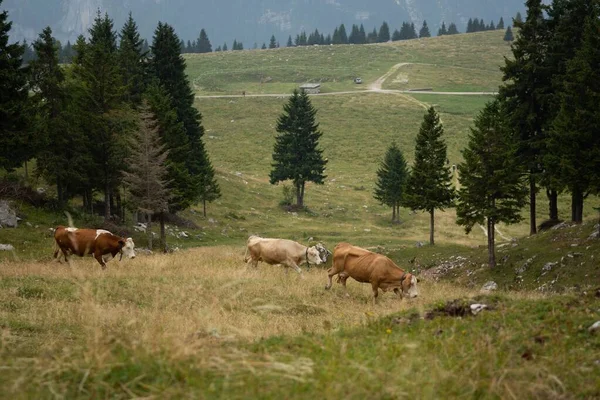 Una Manada Vacas Pastando Desierto Con Árboles Oscuros Vastas Montañas — Foto de Stock