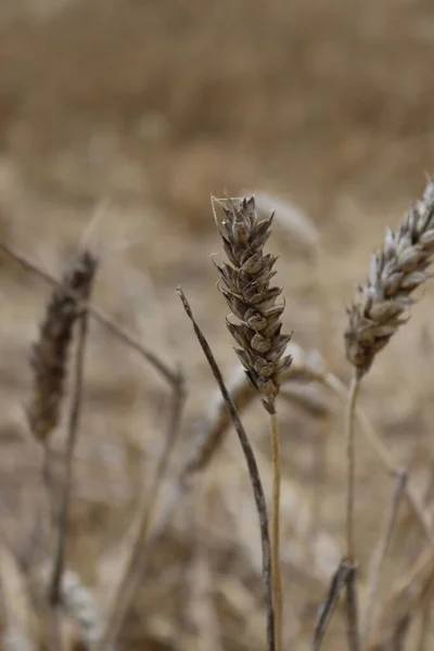 Крупный План Выращивания Пшеницы Поле — стоковое фото