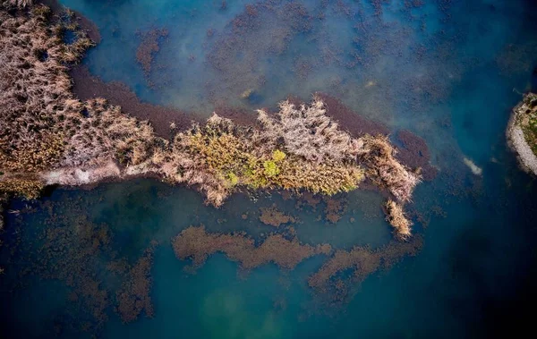 Aerial View Wilted Water Plants Surface Sea — Stock Photo, Image