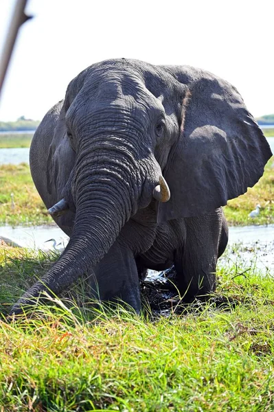 Blisko Głowy Słonia Parku Narodowym Chobe Botswanie Afryka — Zdjęcie stockowe