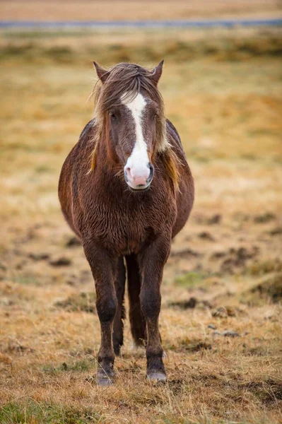 Portret Brązowego Konia Polu Pokrytym Suszoną Trawą Zamazanym Tłem — Zdjęcie stockowe