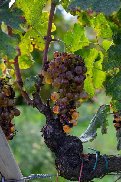 Closeup Nebbiolo Wine Grapes Catalonia Blurred Background — Stock Photo, Image
