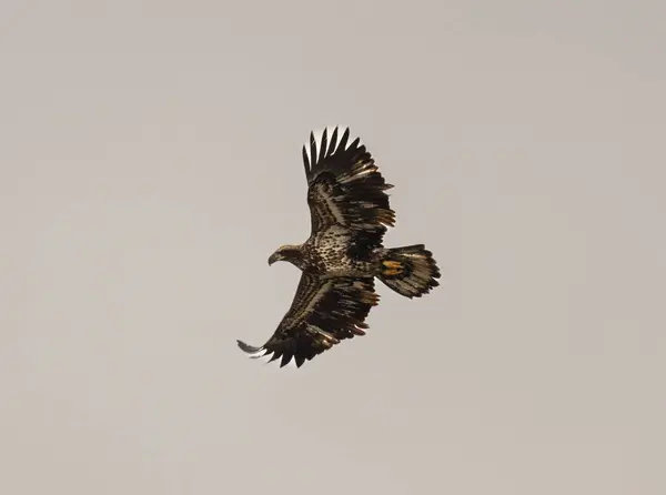 Closeup Shot White Tailed Eagle Flying Sky — Stock Photo, Image