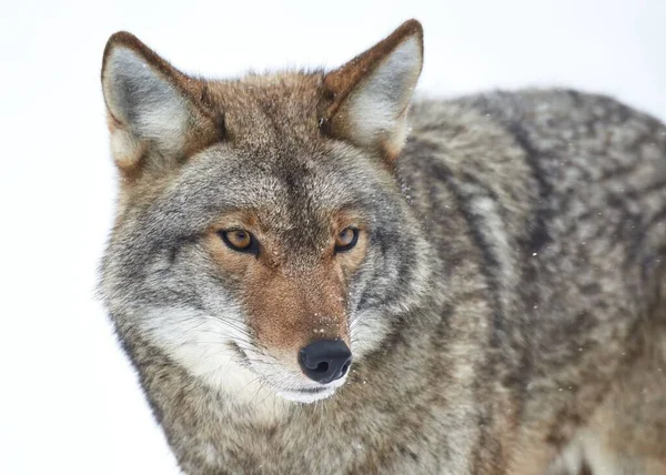 Primo Piano Coyote Trovato Giro Natura — Foto Stock