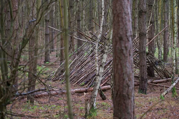 树桩在树木丛生的森林中央筑起庇护所的一堆木棍 — 图库照片