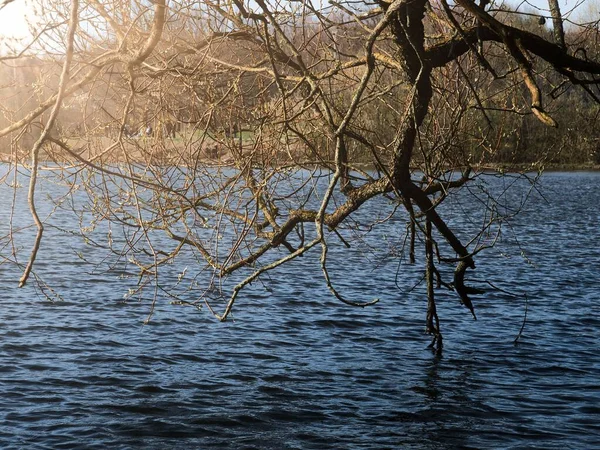 湖に掛けられた一般的なヘーゼルの枝は太陽に照らされています — ストック写真