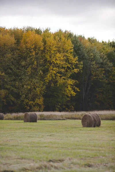 Una Toma Vertical Pacas Heno Seco Pasto Otoño Ontario Canadá —  Fotos de Stock