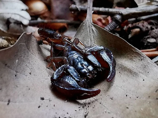 Gros Plan Scorpion Opisthacanthus Sur Une Feuille Arbre — Photo