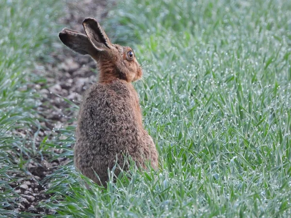 Неглубокий Фокус Выстрелил Серый Кролик Сидит Зеленой Траве — стоковое фото