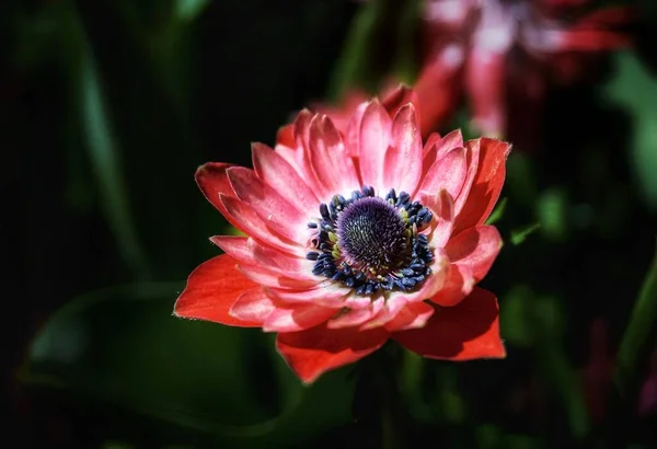 Vörös Virágok Virágzik Fény Árnyék Háttér Duke Egyetem Tavaszi Rezgések — Stock Fotó
