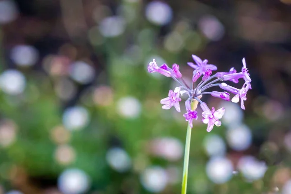 A closeup shot of a single purple Society Garlic flower in the blurred garden background.
