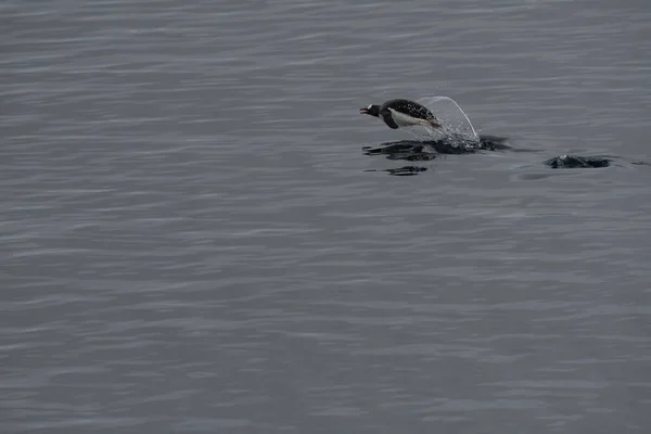 Θέα Των Πιγκουίνων Που Κολυμπούν Στο Νερό — Φωτογραφία Αρχείου