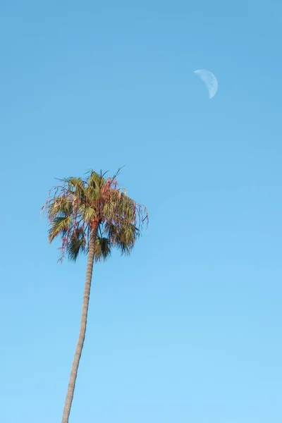 Plano Vertical Una Palma Alta Contra Cielo Azul — Foto de Stock
