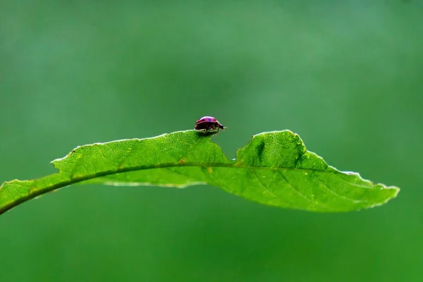 Detailní Záběr Malé Berušky Coccinellidae Ležící Zeleném Listu Rozmazaném Pozadí — Stock fotografie