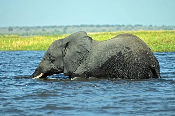 Pojedynczy Słoń Przekraczający Rzekę Chobe Chobe National Part Botswanie — Zdjęcie stockowe