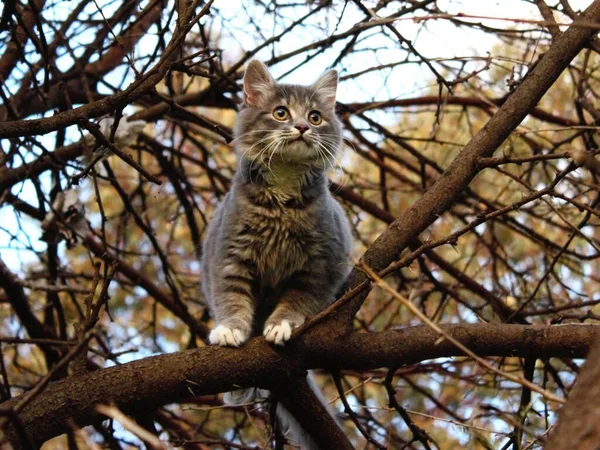 Крупный План Милого Пушистого Европейского Кота Сидящего Ветке Дерева — стоковое фото