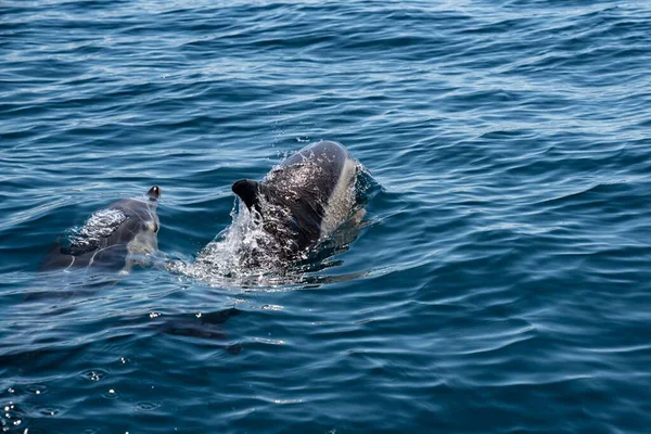 Dos Delfines Nadando Cima Del Océano —  Fotos de Stock