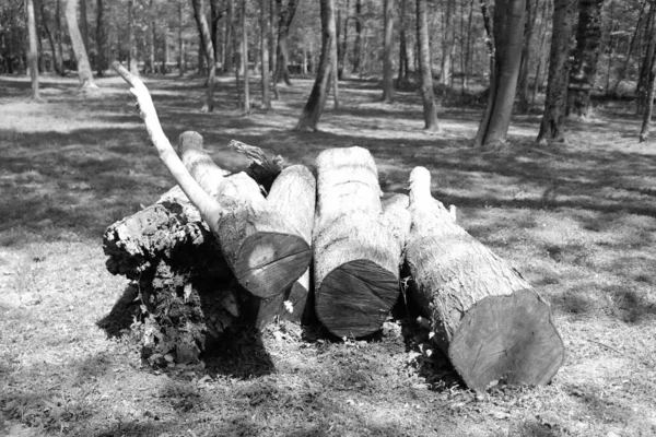 Grayscale Closeup Wooden Logs Forest — Stock Photo, Image