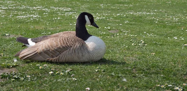 Single Canada Goose Nature Closeup — Stock Photo, Image