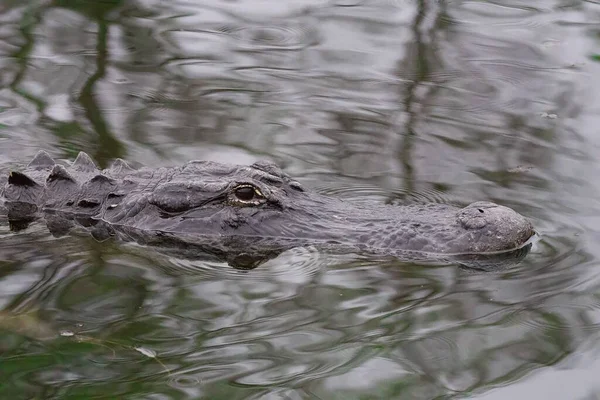 Närbild Gäddalligator Alligator Mississippiensis Som Simmar Ett Träsk — Stockfoto
