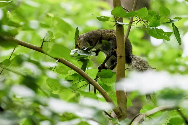 Zbliżenie Wiewiórki Drzewie Lesie — Zdjęcie stockowe
