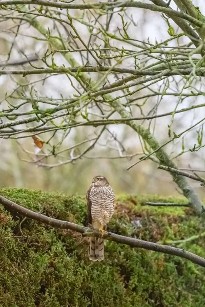 A beautiful view of an owl on the branch in the garden