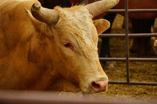 A closeup of a brown bull at a rodeo